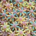 Octopus acidulé - 100g